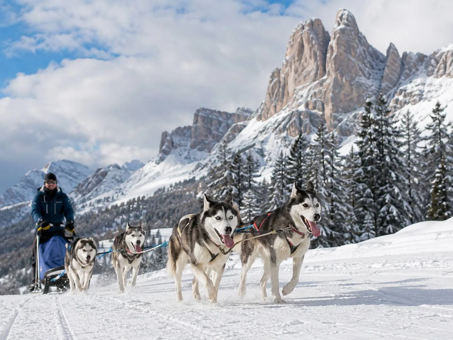 Sleddog